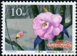 DM-T37-(10-4)云南山茶花(10分)