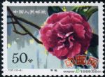 DM-T37-(10-8)云南山茶花(50分)