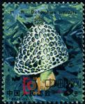 DM-T66-(6-2)食用菌(8分)