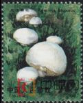 DM-T66-(6-6)食用菌(70分)