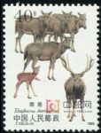 DM-T132-(2-2)麋鹿(有齒)(40分)