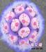 粉色瞇眼豬紫01#
