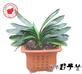 中華君子蘭(大株)