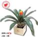 莫桑比克鳳梨特級(大株)