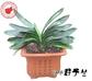 中華君子蘭(小株)