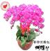 鮮果派-菲律賓粉紅蝴蝶蘭(小株)