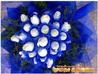 鮮花,昆明鮮花速遞,昆明鮮花同城速遞(0136)