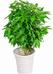 盆栽綠植花卉/元寶搖錢樹