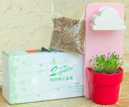High Quality Cute Cloud Rainy Wall-hung Mini Soil+Seed Bonsai
