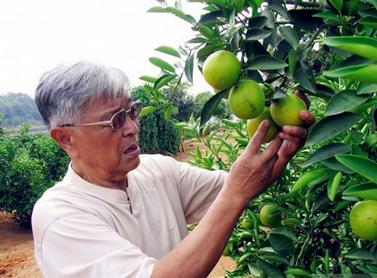 褚时健:天猫上卖的柚子不是我们种的