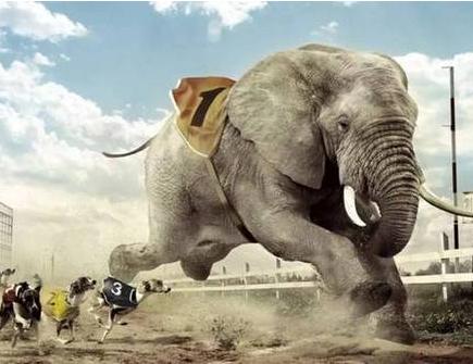 联想也成了一头大象,正加速奔跑在印度的奇幻森林里