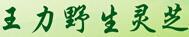 王力野生靈芝