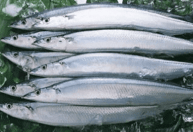 鮮動(dòng)生活凍秋刀魚500g